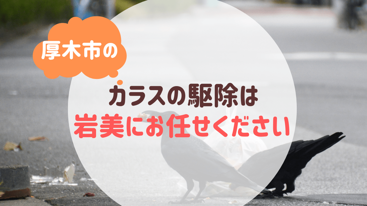 厚木市でカラスの駆除は便利屋岩美にお任せください