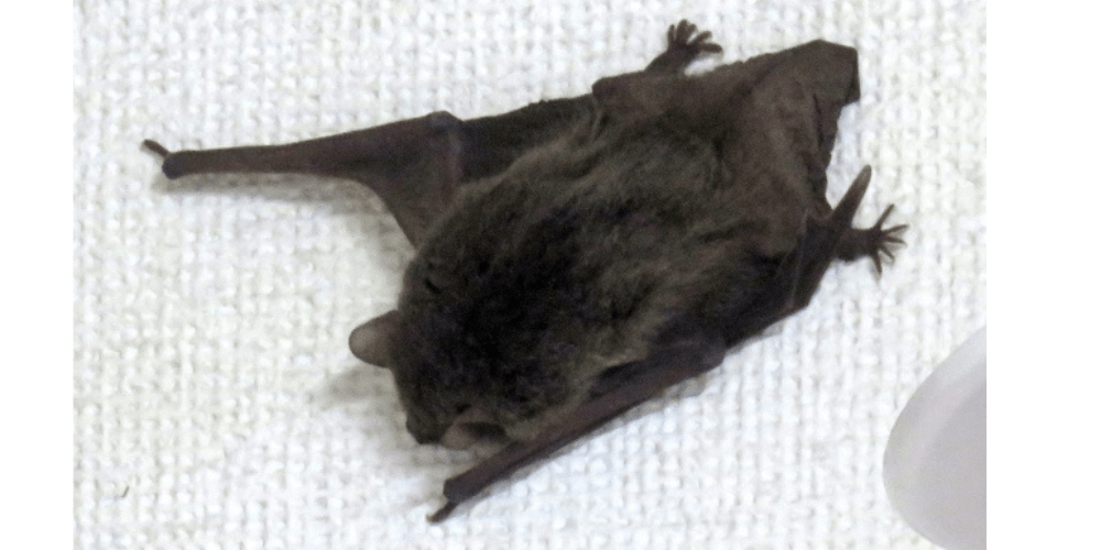 コウモリの駆除