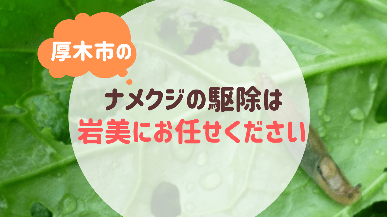 厚木市のナメクジの駆除は便利屋岩美にお任せください