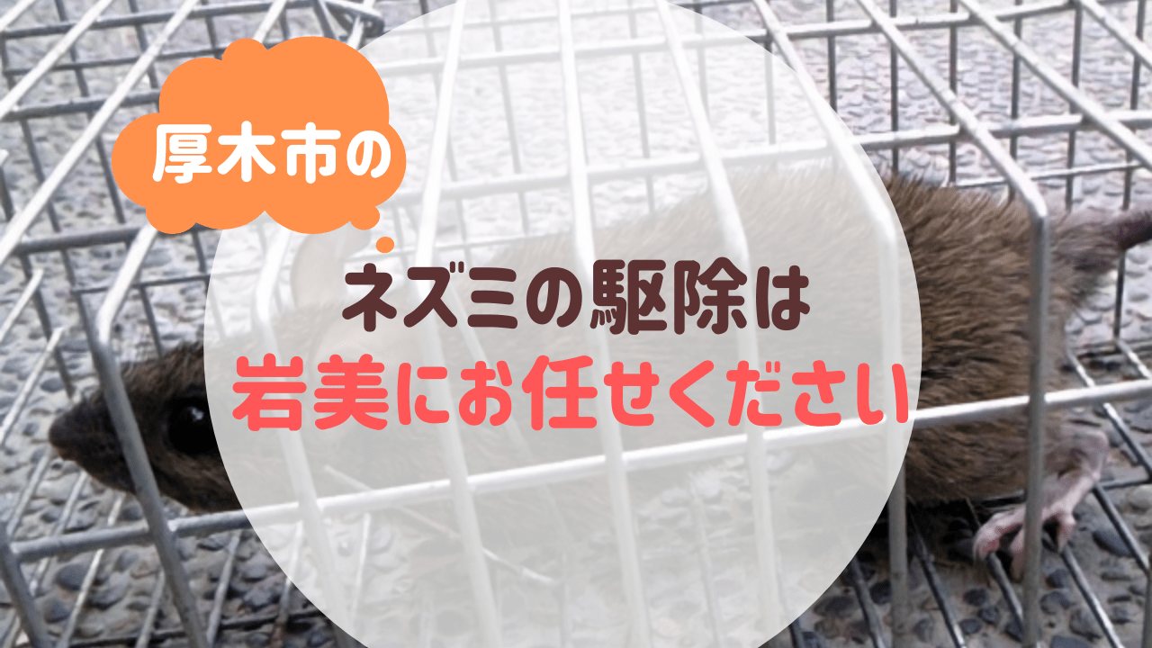 厚木市のネズミの駆除は便利屋岩美にお任せください