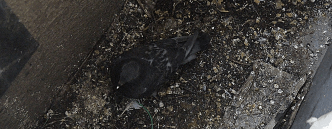 ハトのフンの被害