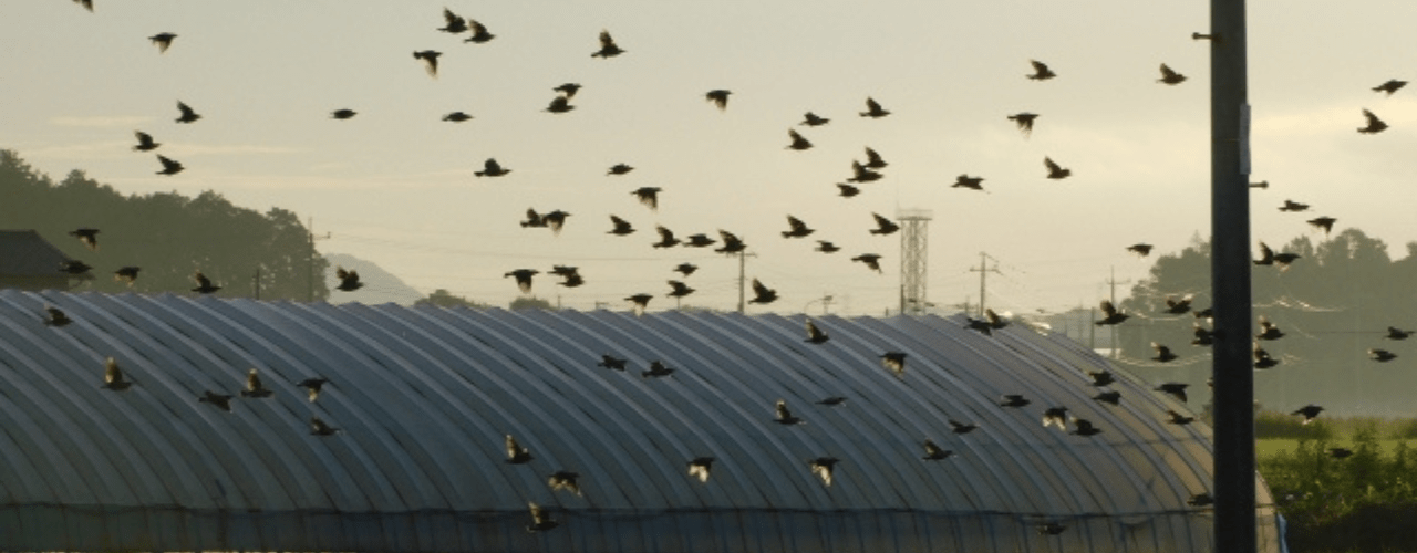 ムクドリの群れ