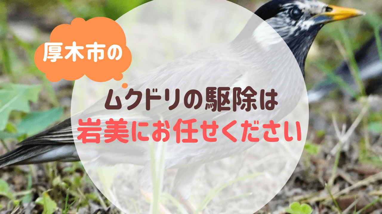 厚木市のムクドリの駆除は便利屋岩美にお任せください